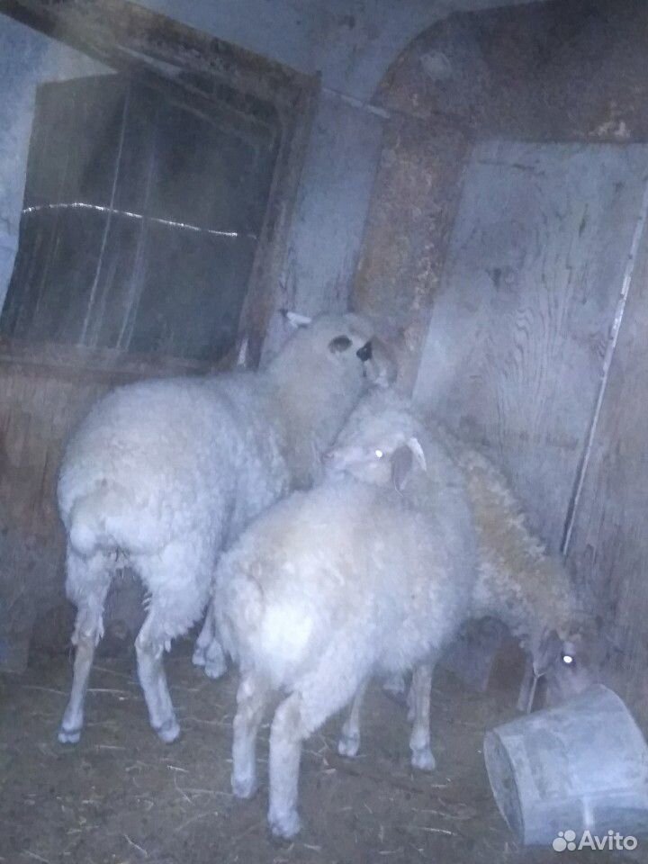 1 овец с чёрным глазами. год и три месяца купить на Зозу.ру - фотография № 1