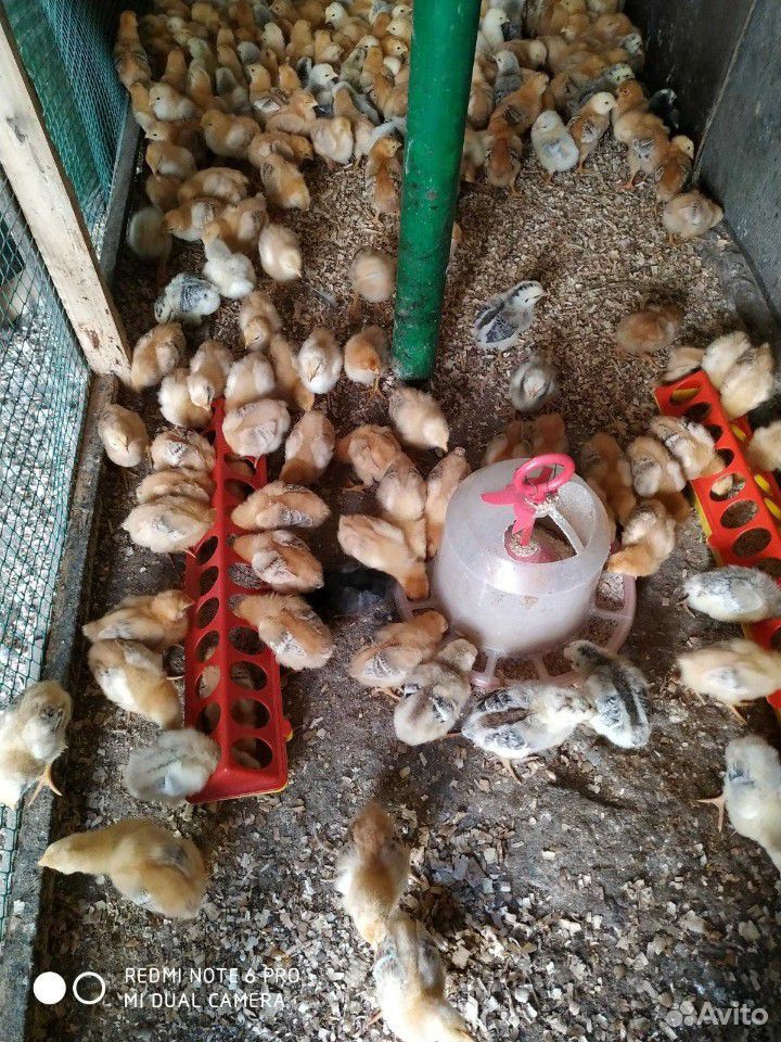 Подрощенные цыплята бройлера купить на Зозу.ру - фотография № 1