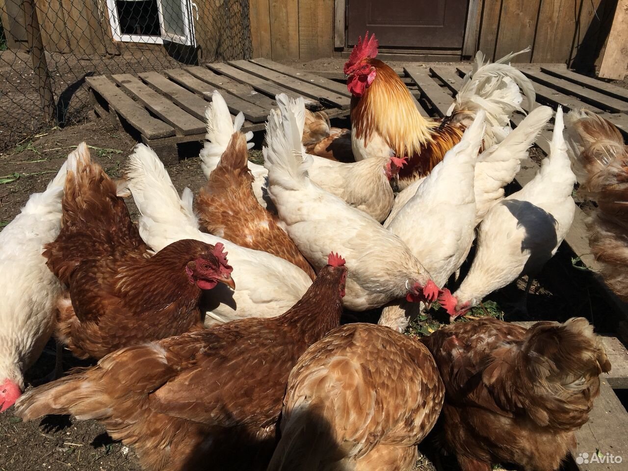 Наседки с цыплятами купить на Зозу.ру - фотография № 3