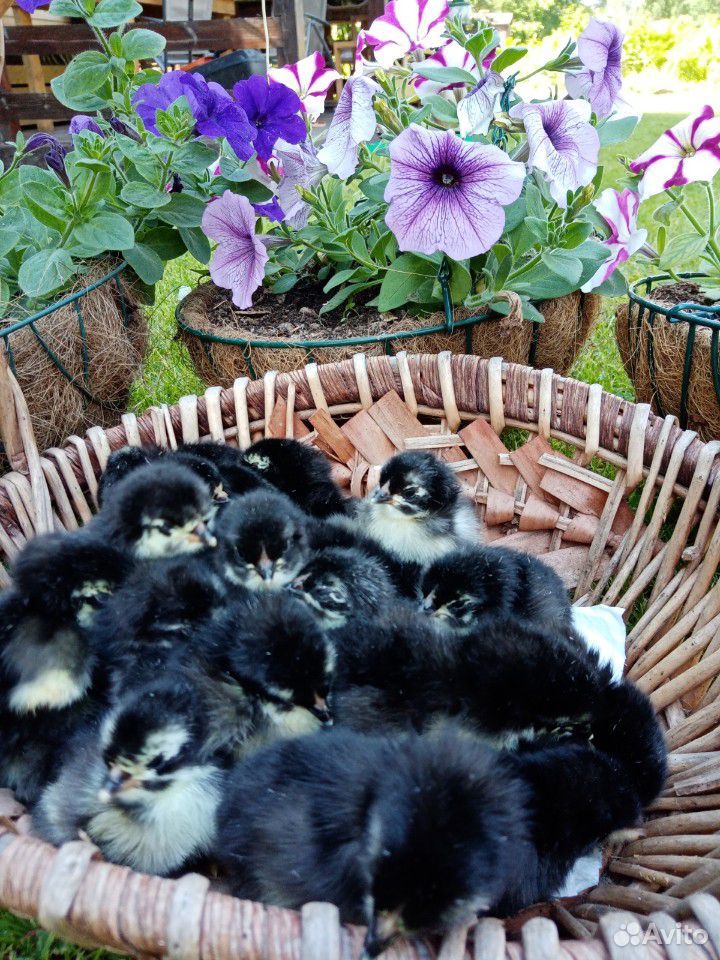 Цыплята, инкубационные яйца, петухи на племя купить на Зозу.ру - фотография № 3