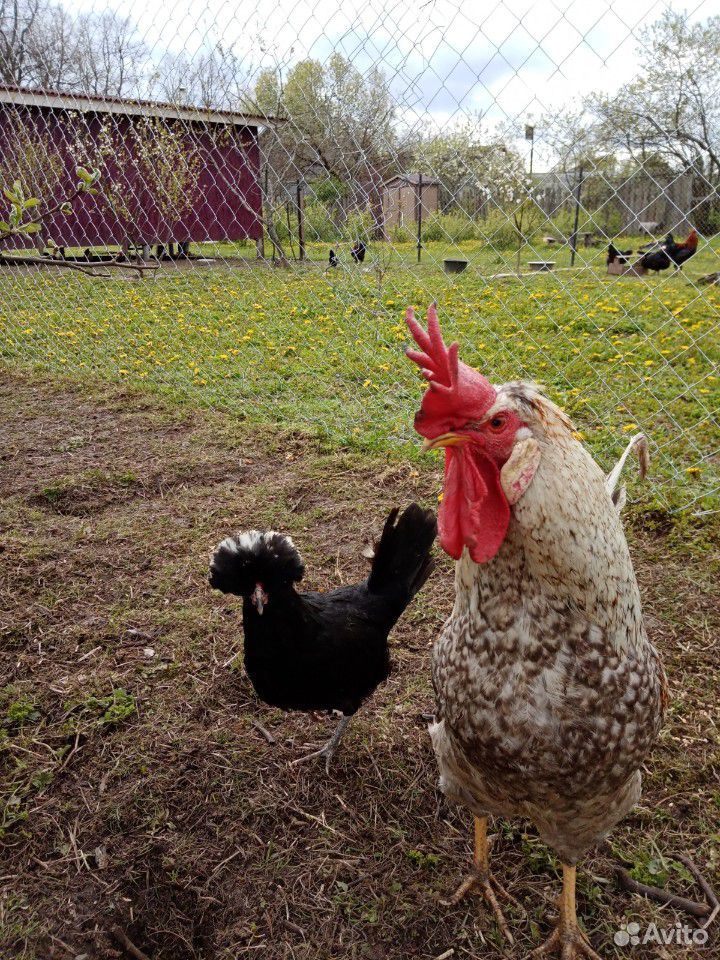 Цыплята, инкубационные яйца, петухи на племя купить на Зозу.ру - фотография № 8