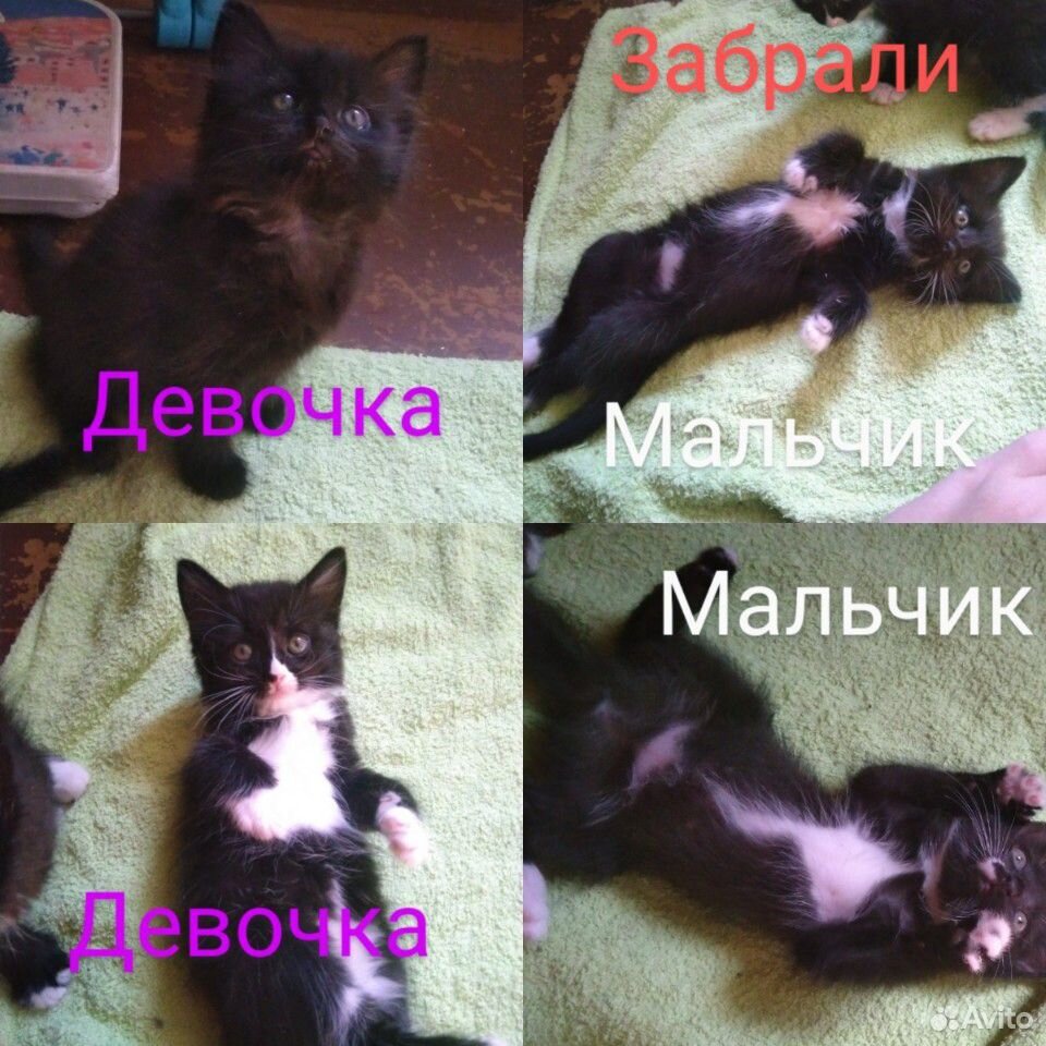 Отдам котят в добрые руки. 2 девочки и 2 мальчика купить на Зозу.ру - фотография № 1