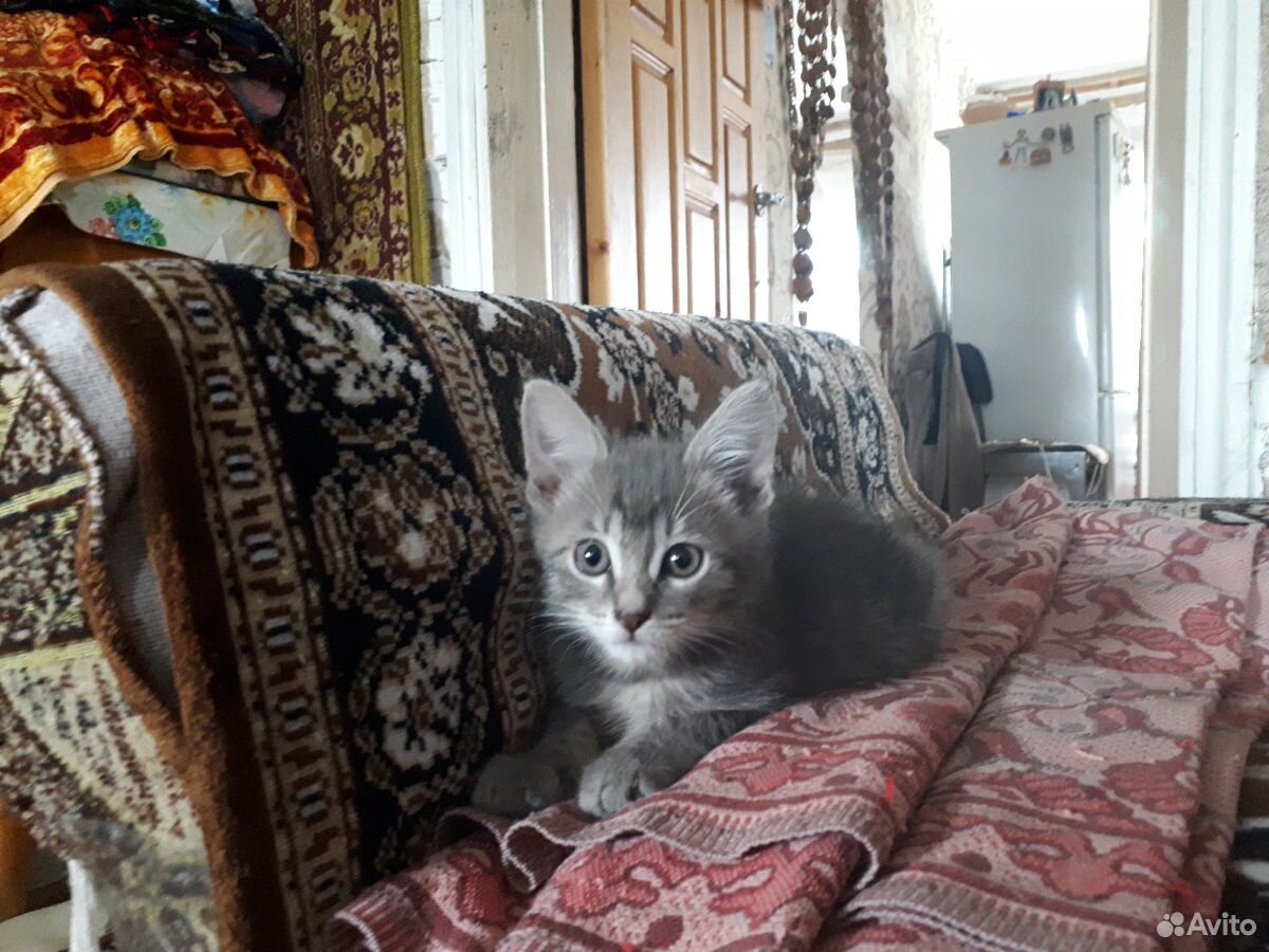 Котёнок, самец 1.5-2 месяца купить на Зозу.ру - фотография № 2