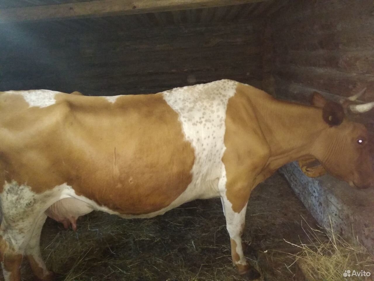 Продам корову на мясо купить на Зозу.ру - фотография № 2