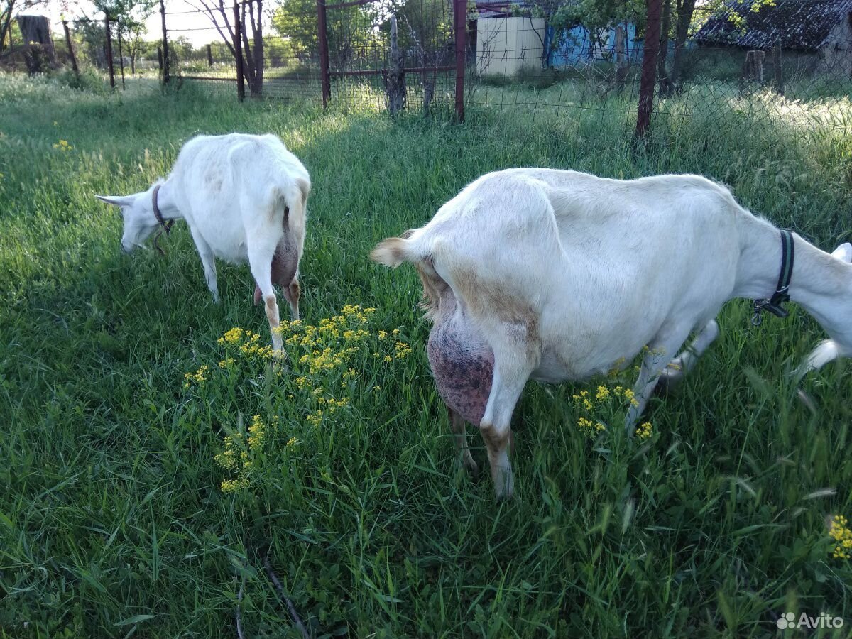 Продается коза купить на Зозу.ру - фотография № 3