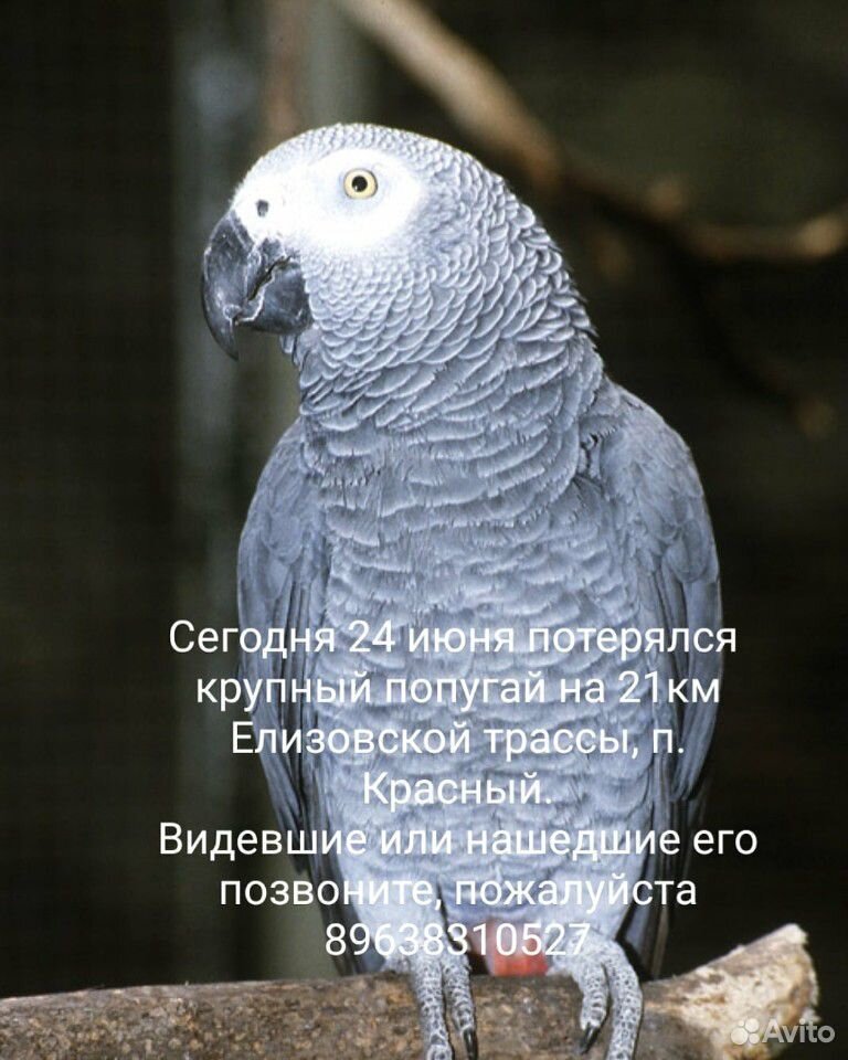 24 июня потерялся крупный попугай на 21км Елизовск купить на Зозу.ру - фотография № 1