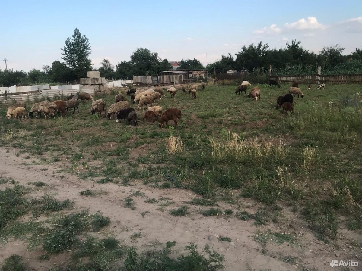 Продаю овцы с ягнятами купить на Зозу.ру - фотография № 1