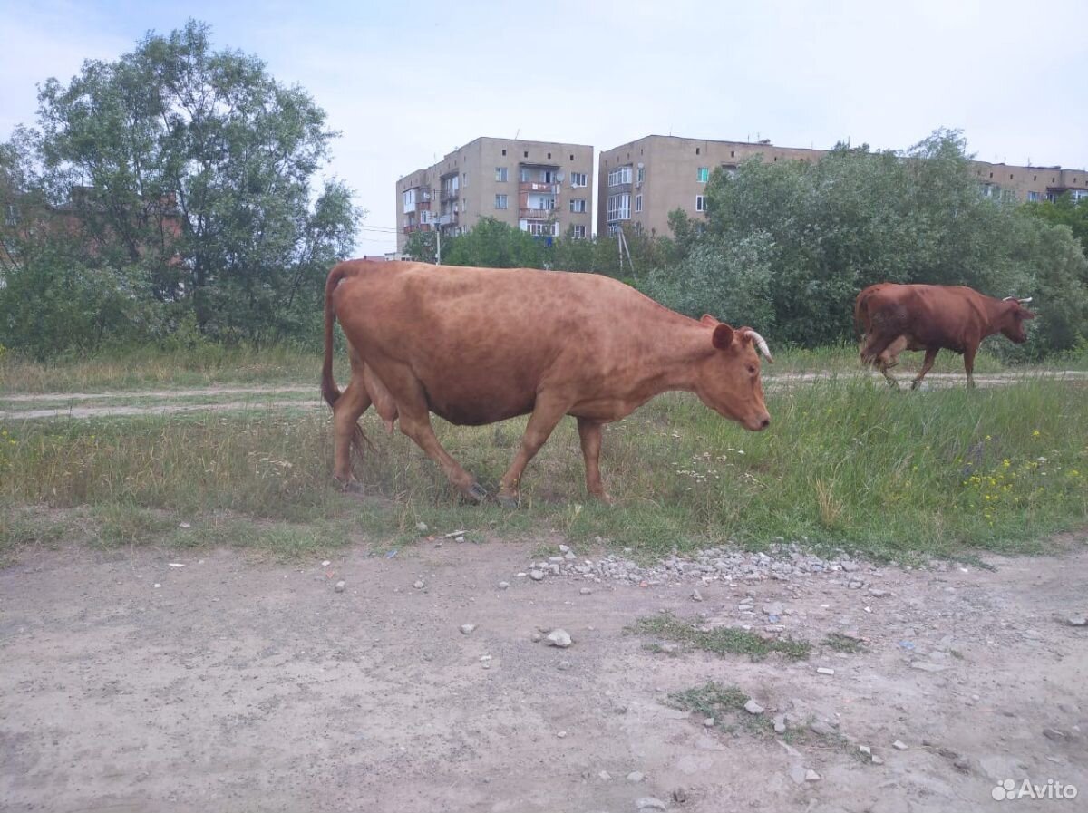 Корова 7 отелом купить на Зозу.ру - фотография № 2