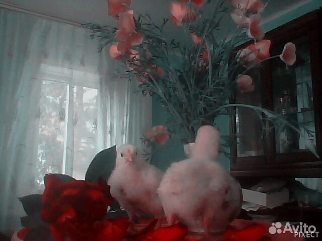 Цыплята, домашние гусята купить на Зозу.ру - фотография № 1