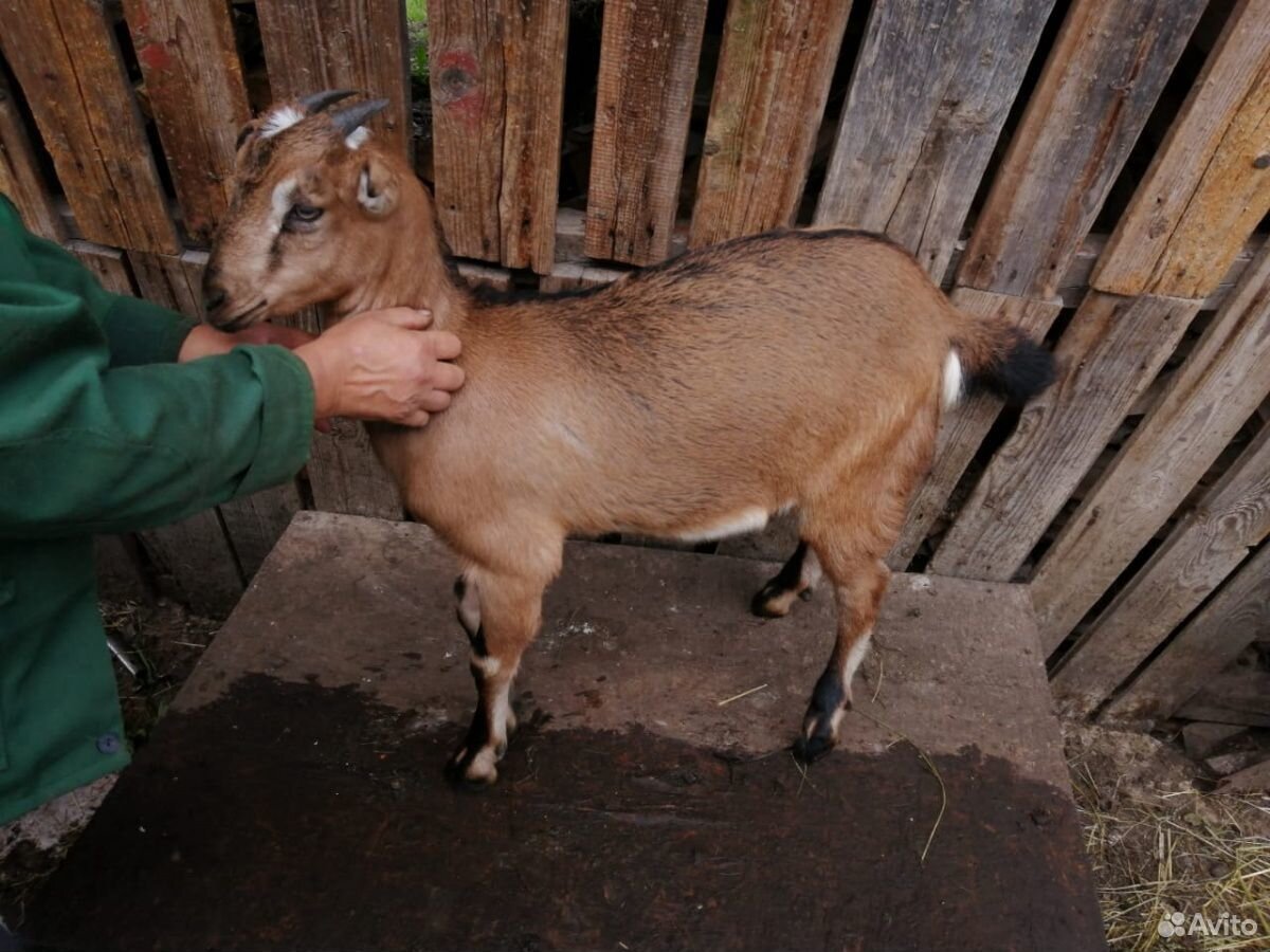 Козочка и коза купить на Зозу.ру - фотография № 2