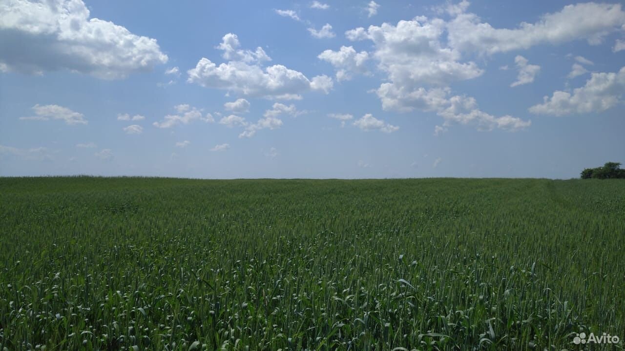 Пшеница зерно купить на Зозу.ру - фотография № 2