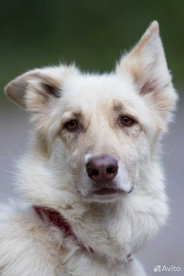 Герда - самая милая собака в самые добрые ручки купить на Зозу.ру - фотография № 4