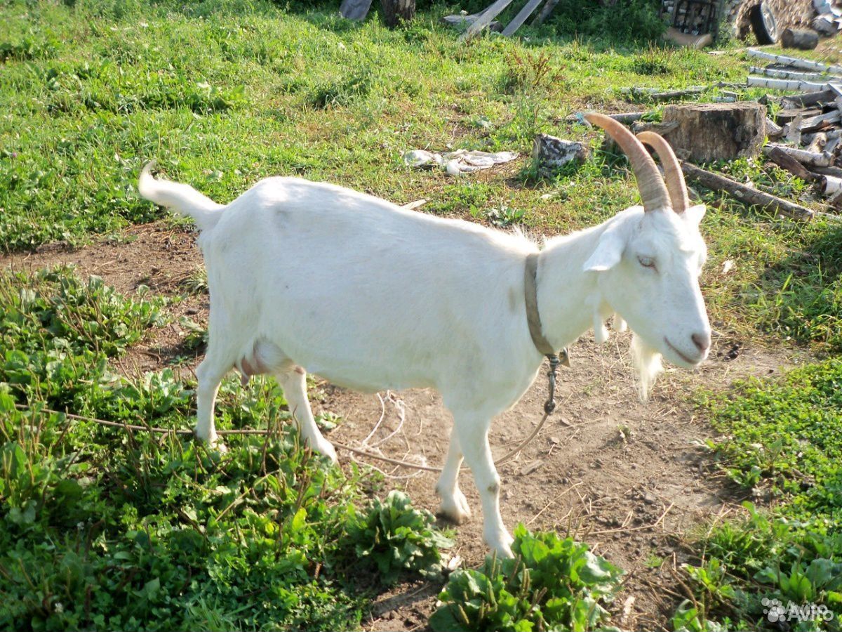 Породы дойных коз. Зааненская коза. Зааненская порода коз. Зааненская коза дойная. Коза дойная зааненская молочная.