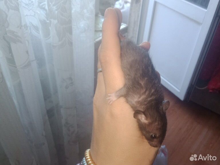 Крыса купить на Зозу.ру - фотография № 2