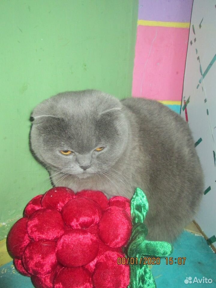 Стерилизованная кошка купить на Зозу.ру - фотография № 1