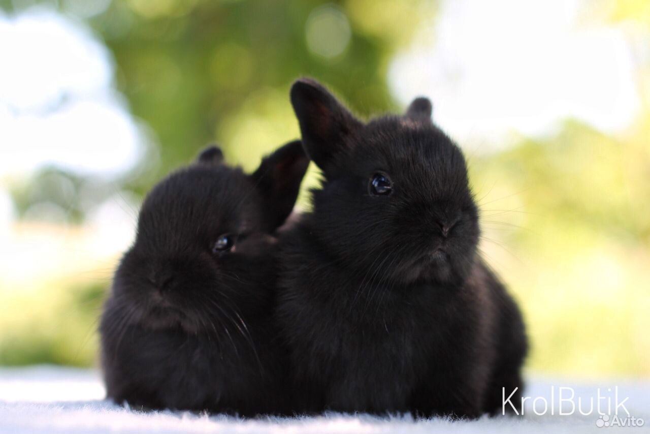Карликовые кролики купить на Зозу.ру - фотография № 4