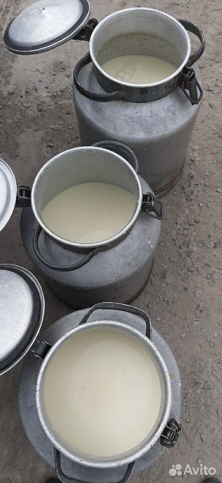 Продам молоко домашние от своих коров за 35 за лит купить на Зозу.ру - фотография № 1