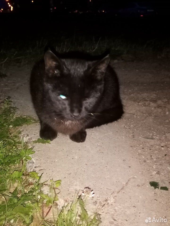 Чёрный кот купить на Зозу.ру - фотография № 1
