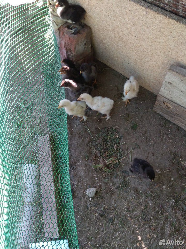 Курочка с цыплятами купить на Зозу.ру - фотография № 1