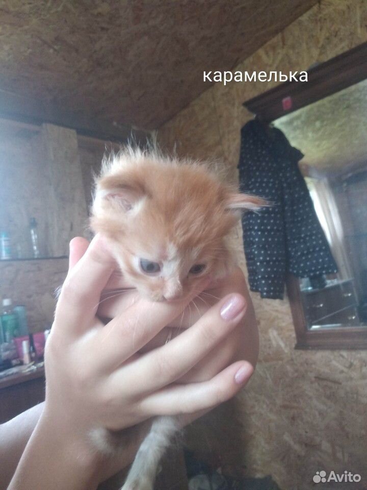 Котята в добрые, любящие руки купить на Зозу.ру - фотография № 4