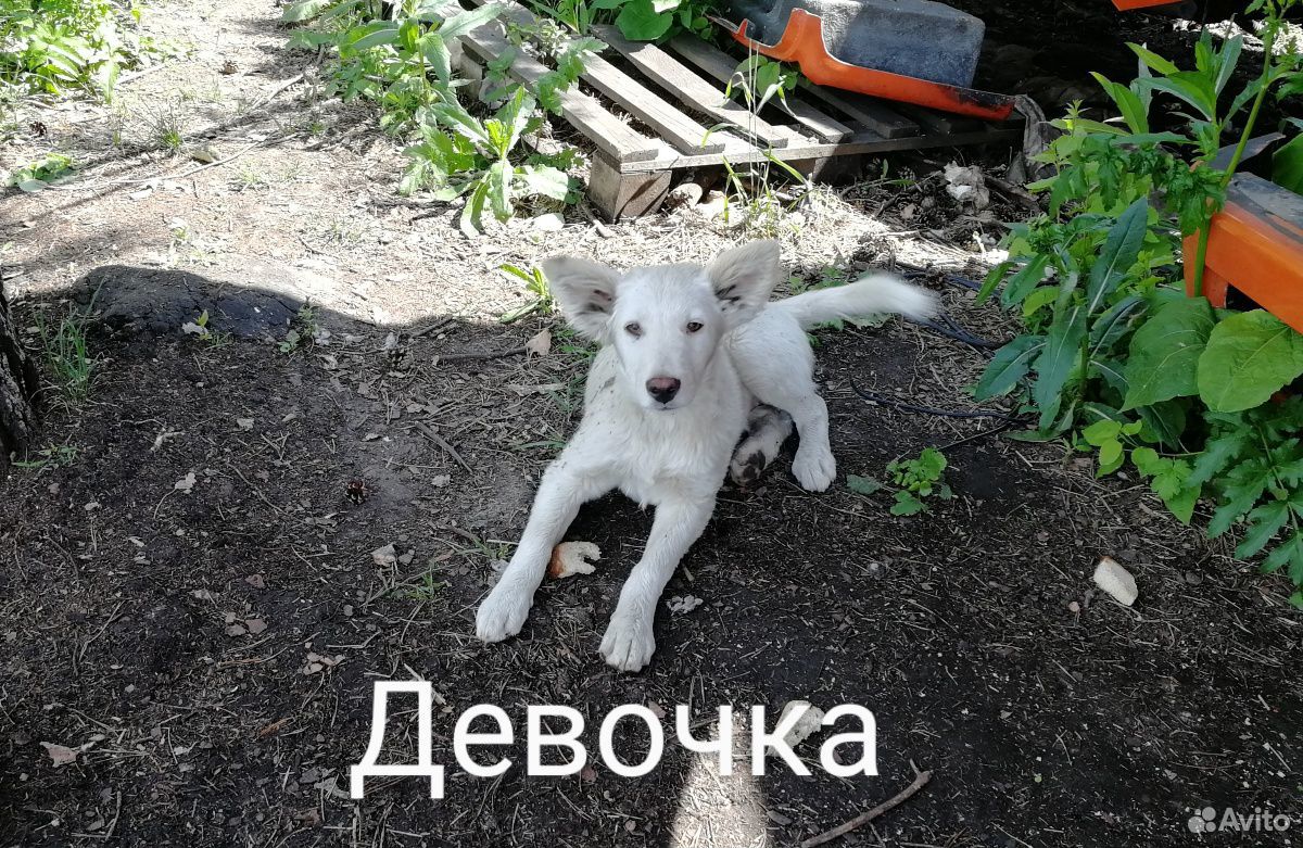 Отдаются в добрые руки щенки купить на Зозу.ру - фотография № 2