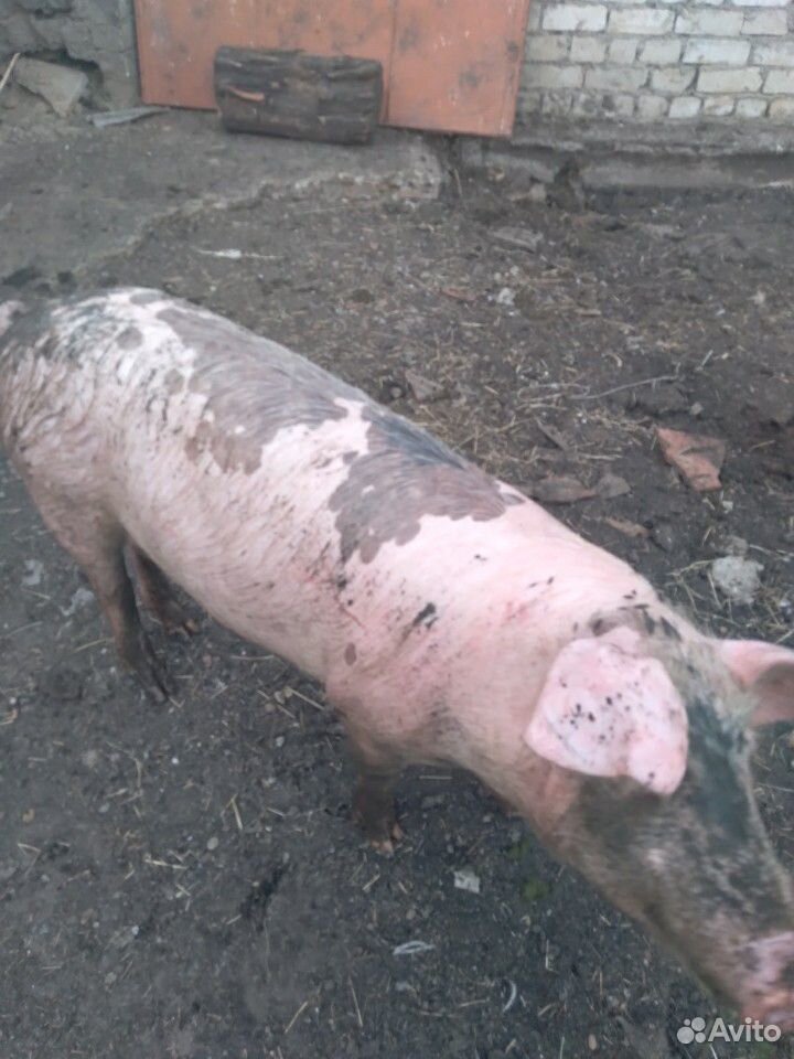 Свинки 6 месяцев живой вес 75 кг на племя купить на Зозу.ру - фотография № 1