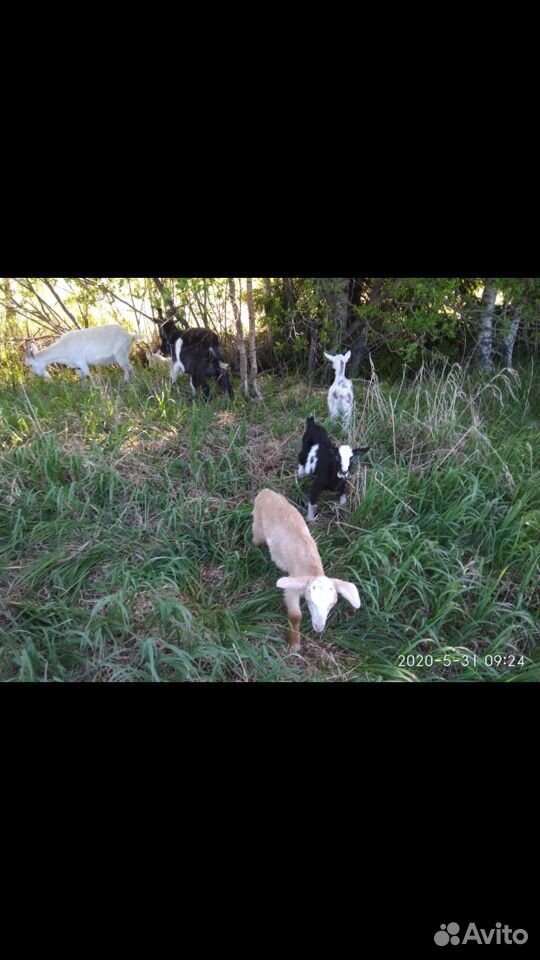 Продам семью коз (козел,коза,4 козлёнка) купить на Зозу.ру - фотография № 3