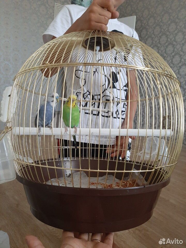 Попугаи купить на Зозу.ру - фотография № 3