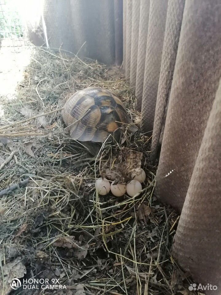Яйца черепахи купить на Зозу.ру - фотография № 1