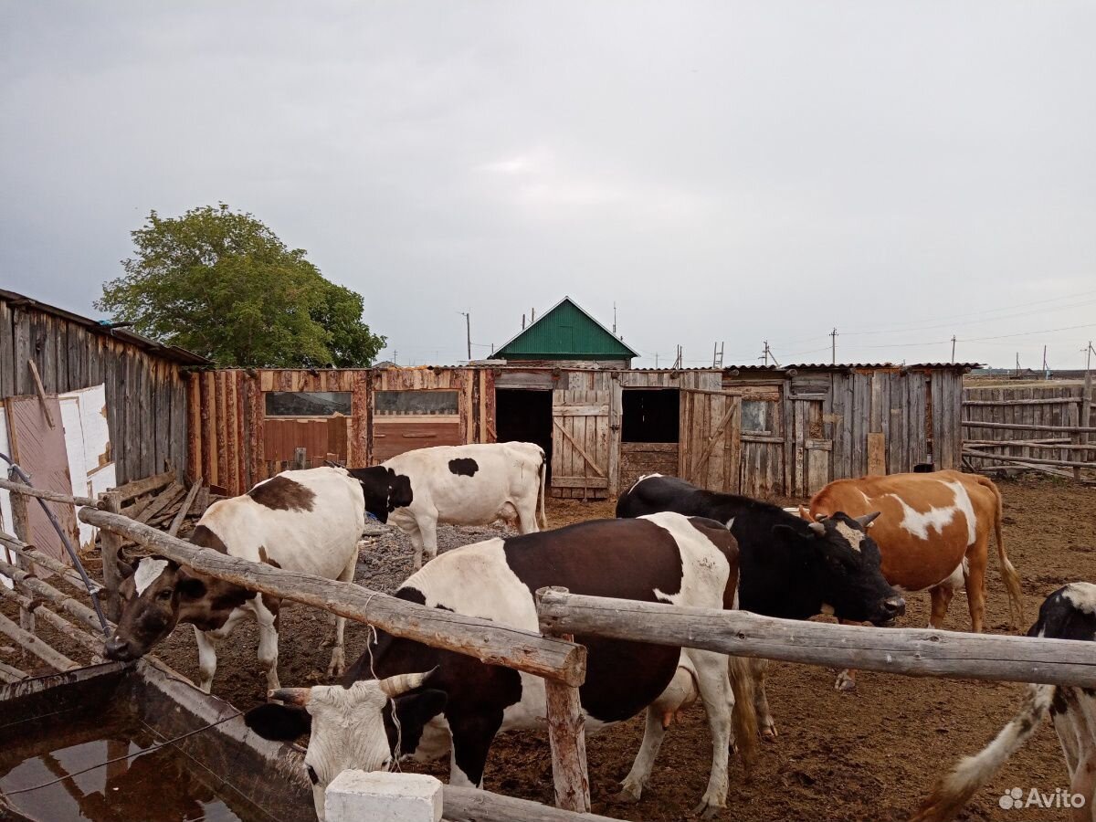 Коровы, быки купить на Зозу.ру - фотография № 1