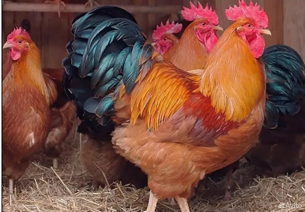 Цыплята от пордистых курочек купить на Зозу.ру - фотография № 3
