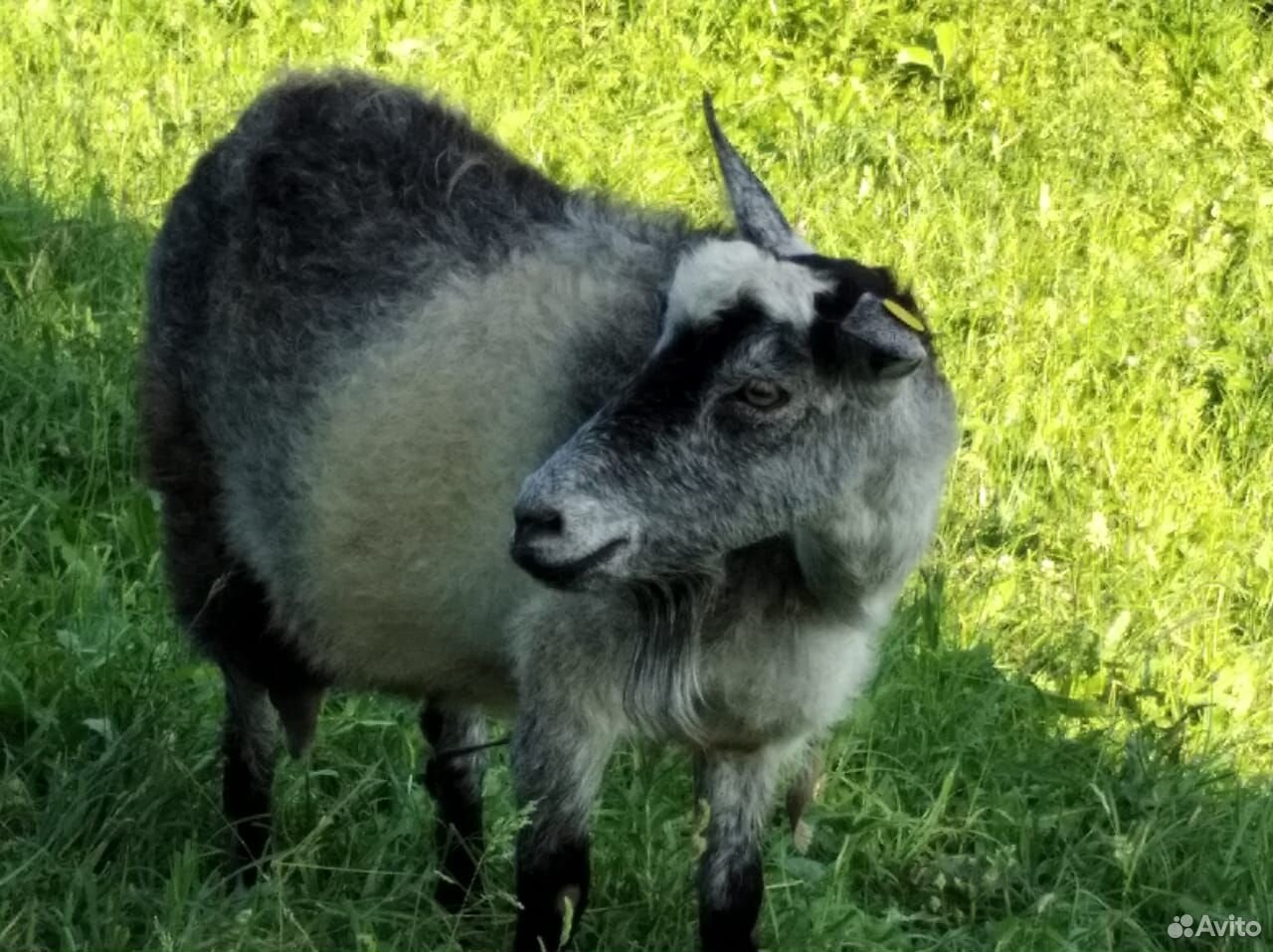 Продается коза вторым окотом с козлятами купить на Зозу.ру - фотография № 1