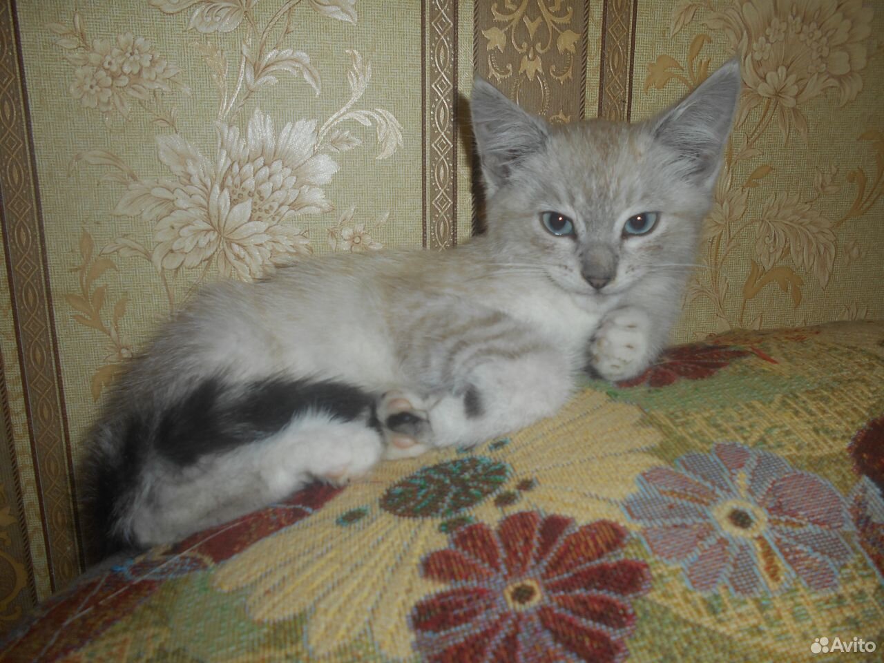 Котенок Сёма купить на Зозу.ру - фотография № 2