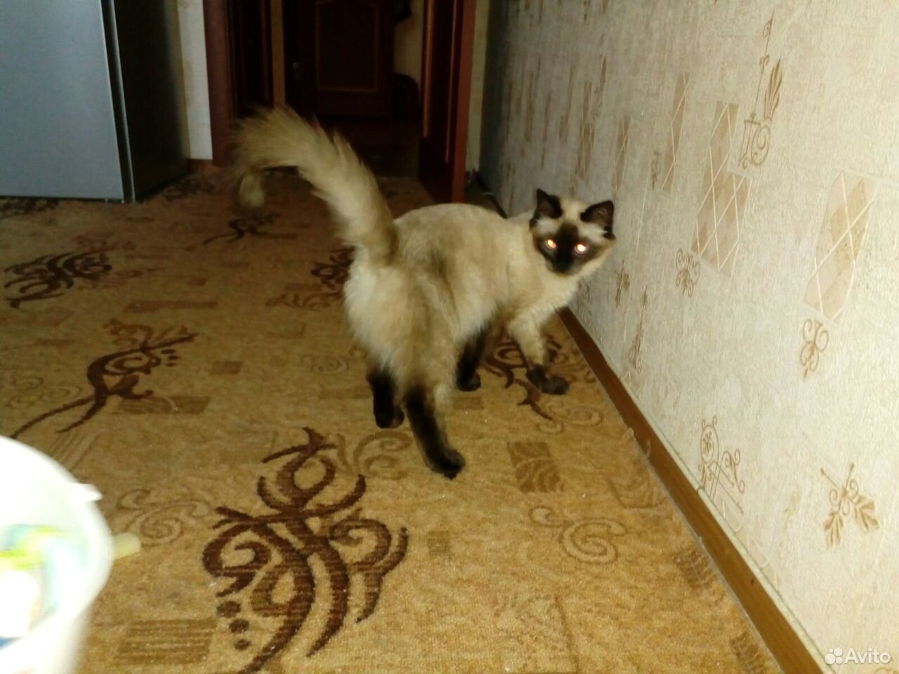 Кошка Сиамская купить на Зозу.ру - фотография № 2