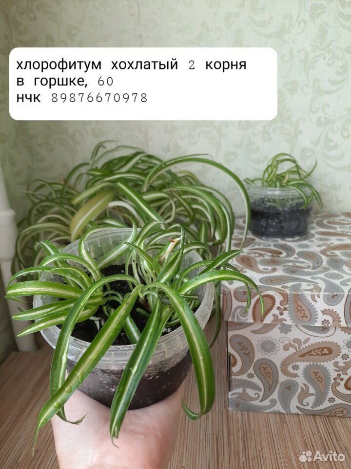 Комнатные цветы купить на Зозу.ру - фотография № 4