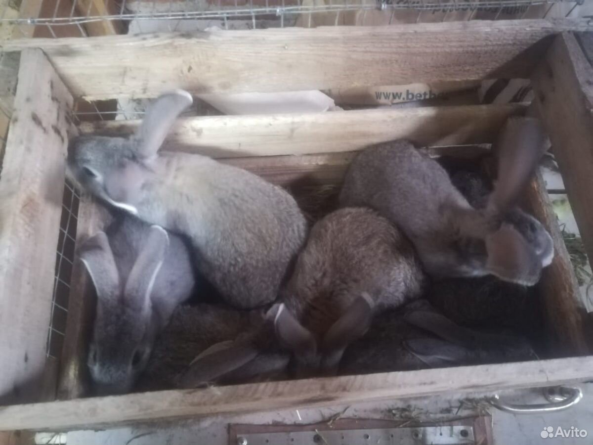 Крольчата 2 месячные купить на Зозу.ру - фотография № 6