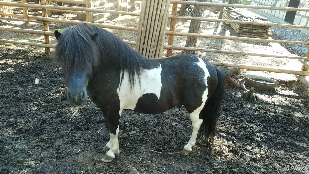 Шетлендский пони купить на Зозу.ру - фотография № 1