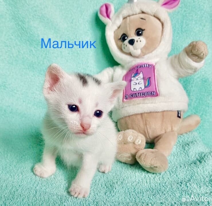 Купить кота мальчик. Павлово котята мальчики. Включи фото игрушечного кота заказать. Купить мальчика котенка в Минске.