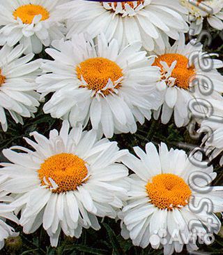 Многолетние цветы для вашего сада купить на Зозу.ру - фотография № 5