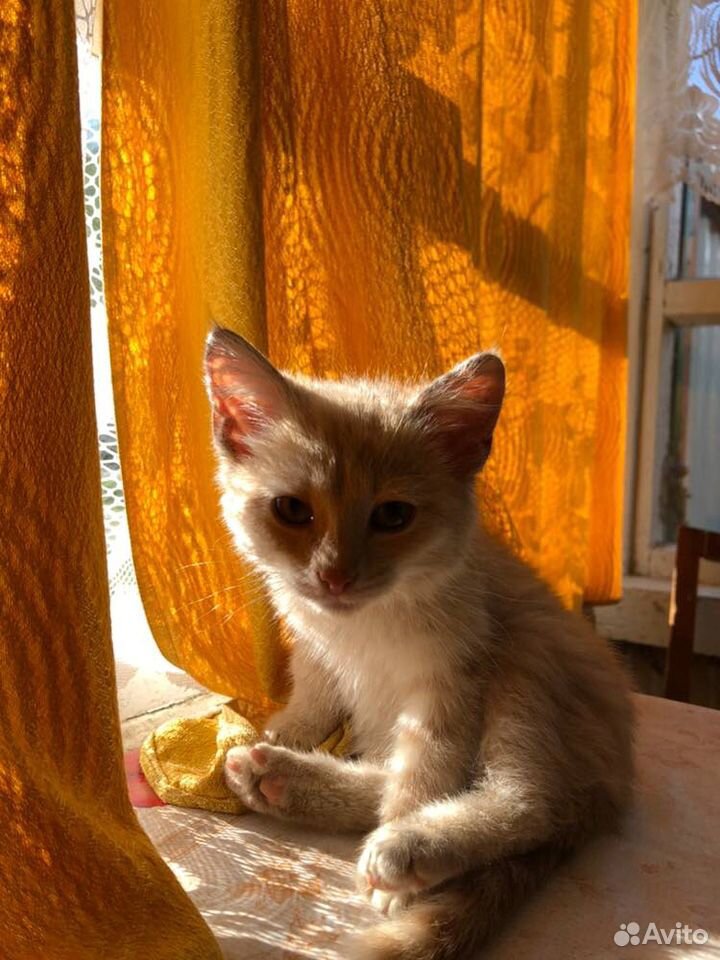 Отдаём котенка купить на Зозу.ру - фотография № 1