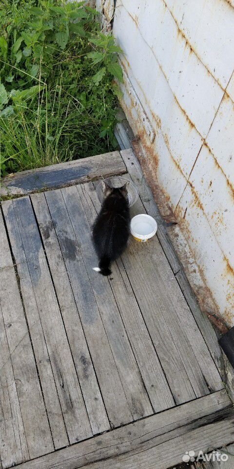 Кошка,котенок купить на Зозу.ру - фотография № 2