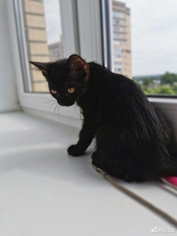 Котенок 2,5 месяца купить на Зозу.ру - фотография № 2