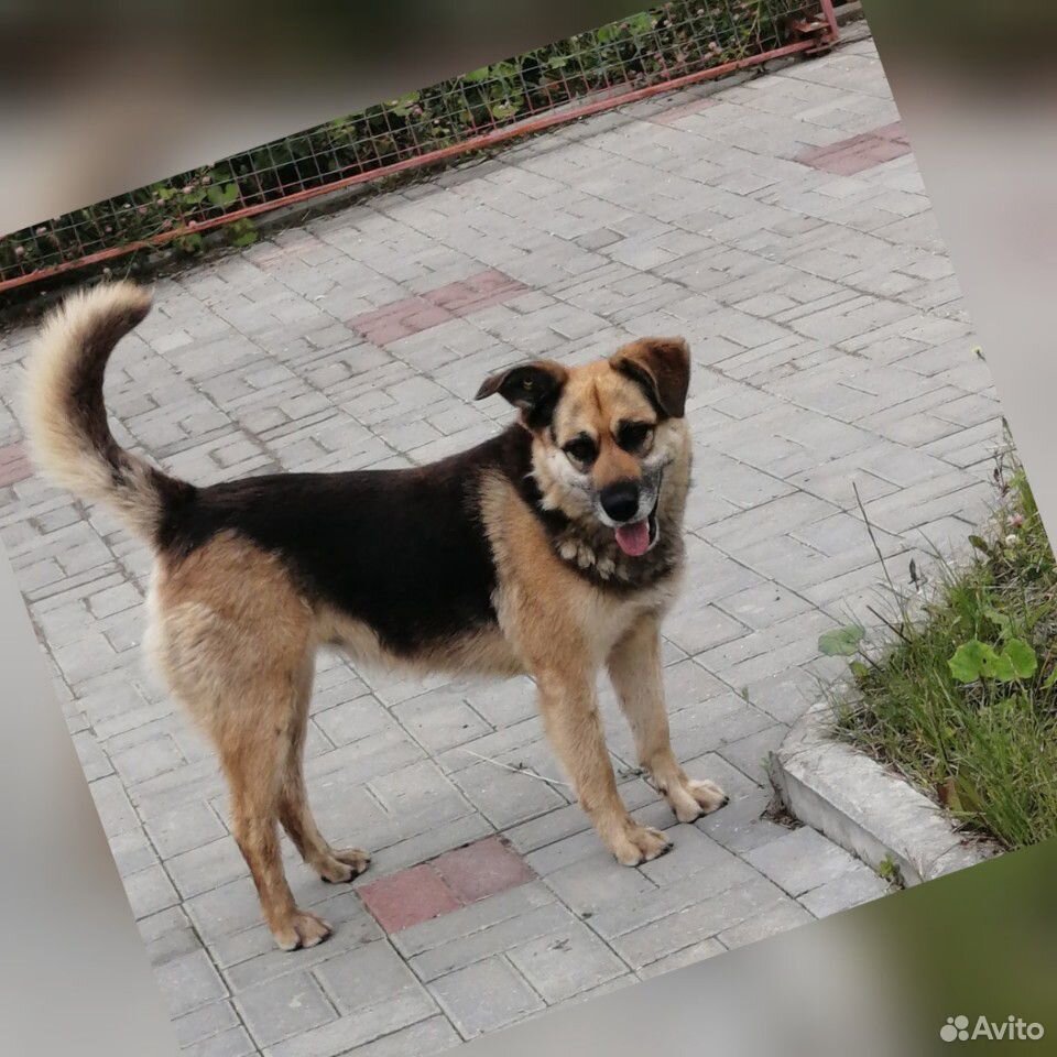 Собака-Анюта купить на Зозу.ру - фотография № 4