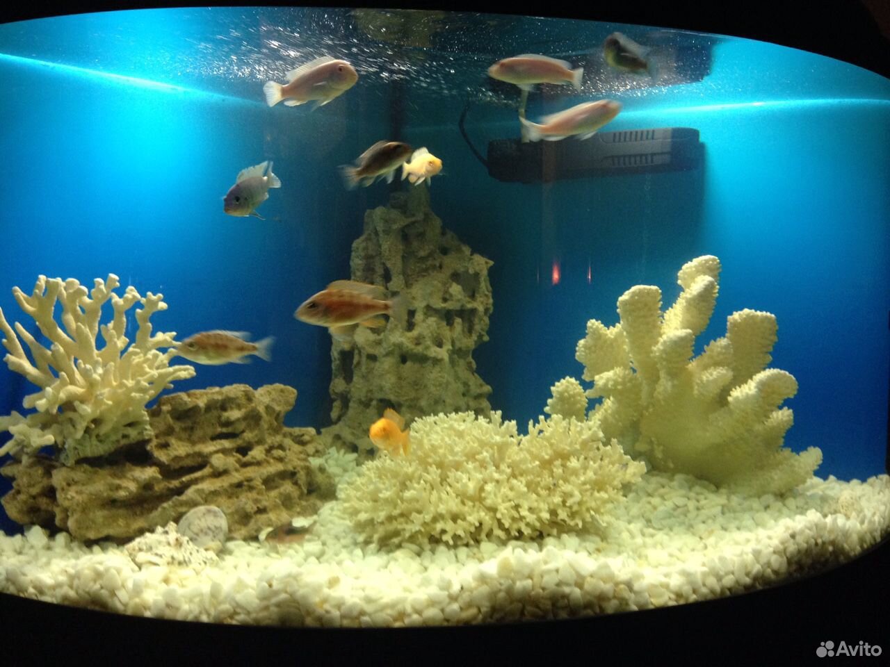 Панорамный угловой аквариум на тумбе купить на Зозу.ру - фотография № 1