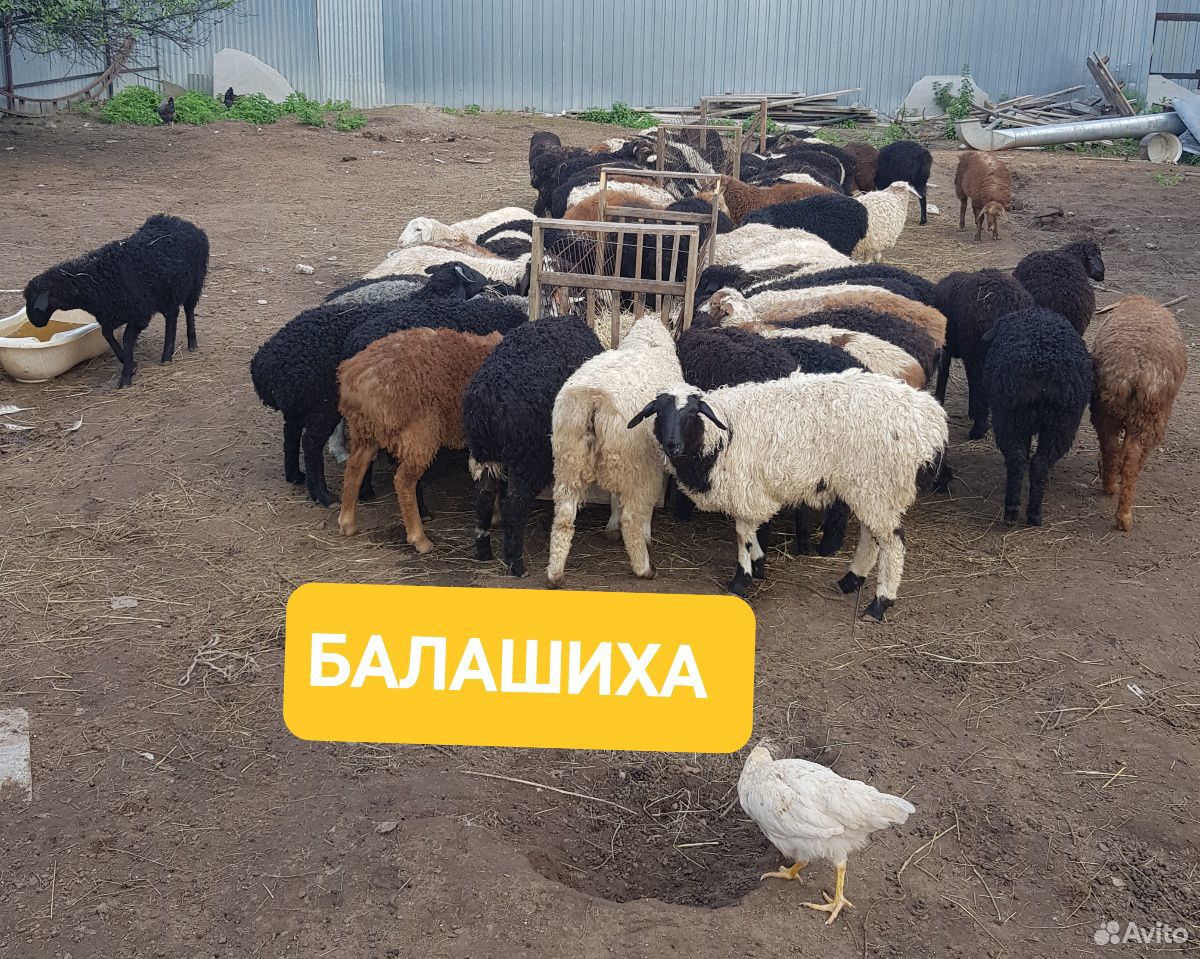 Живые бараны овцы ягнята купить на Зозу.ру - фотография № 1