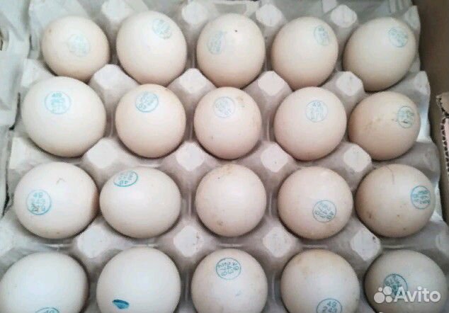 Инкубационное яйцо из Европы еженедельно купить на Зозу.ру - фотография № 5