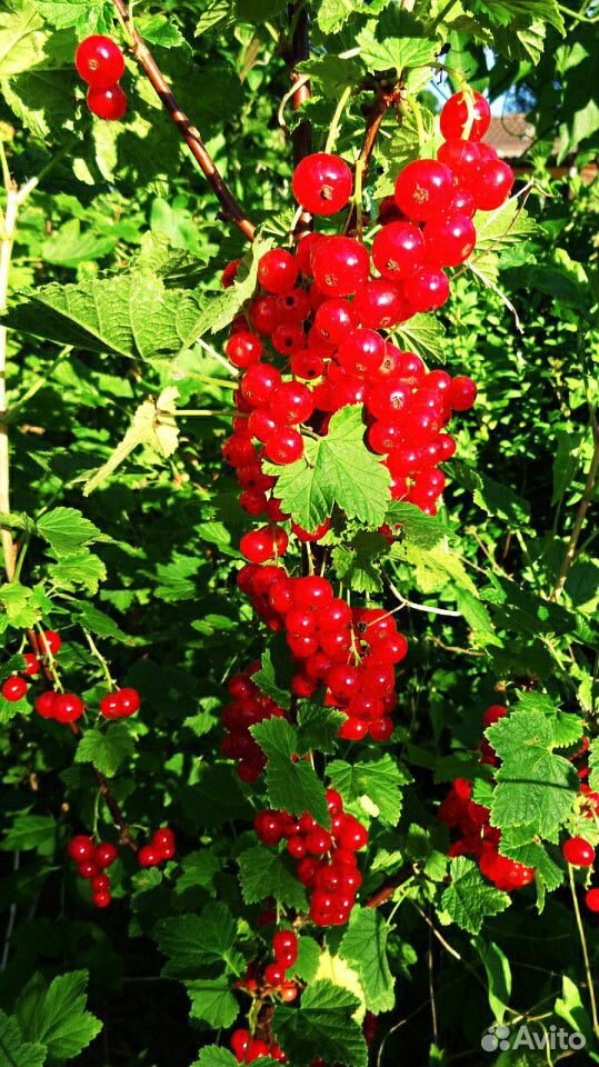 Крыжовник смородина ягоды продам купить на Зозу.ру - фотография № 3