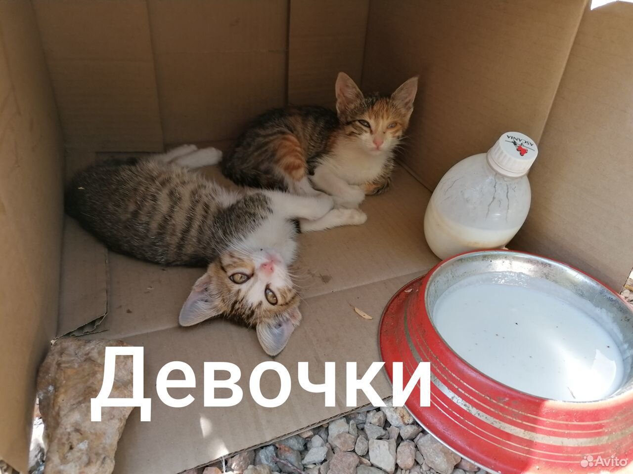 Котята на грани жизни и смерти купить на Зозу.ру - фотография № 2