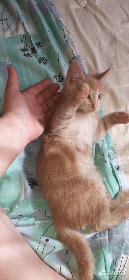 Котик в добрые руки с Доствкой купить на Зозу.ру - фотография № 7
