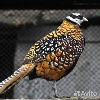 Королевский фазан (лат. Amazona amazonica)